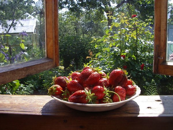 Ягоды на даче