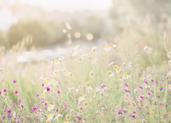 Природа в светлых тонах