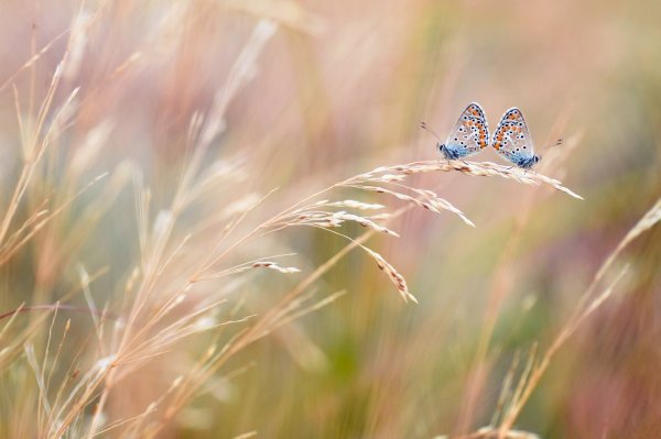 Нежность природа