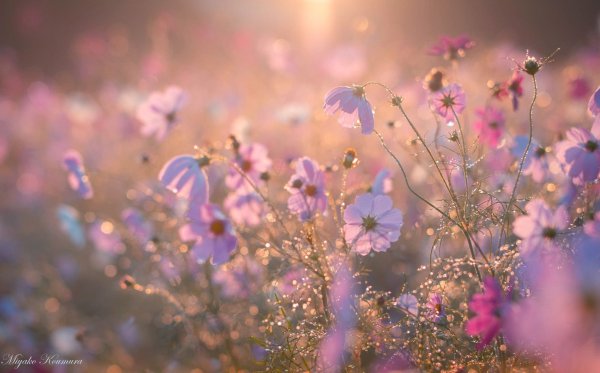Нежные полевые цветочки