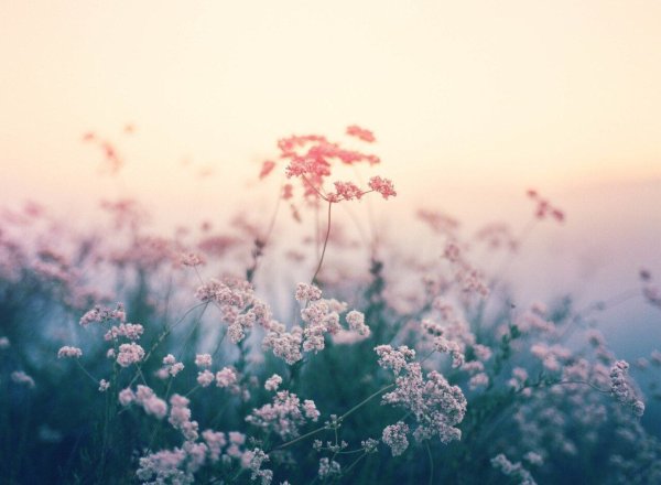 Полевые цветы в пастельных тонах