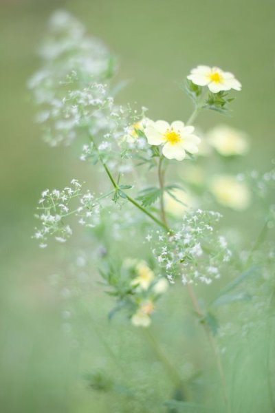 Нежные луговые цветы