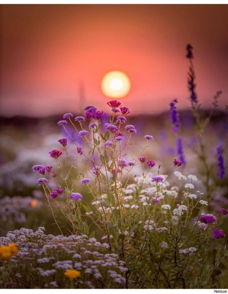 Нежная природа