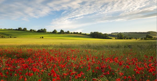 Летнее поле