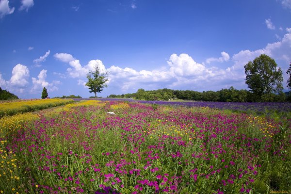Деревенский пейзаж
