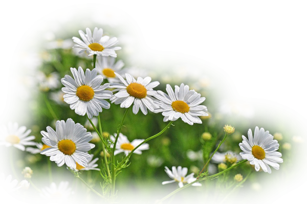 Доброе летнее утро последние дни августа