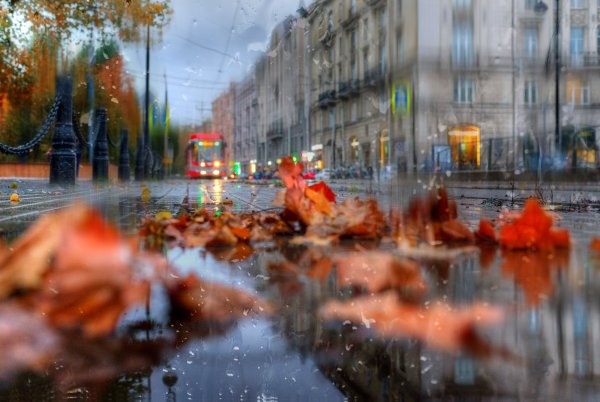 Дождливый парк