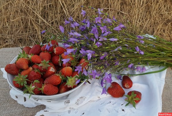 Аромат лета