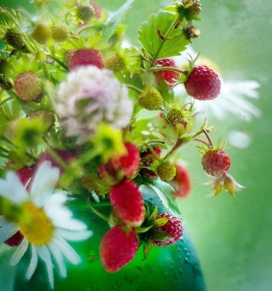 Полевые цветы и земляника