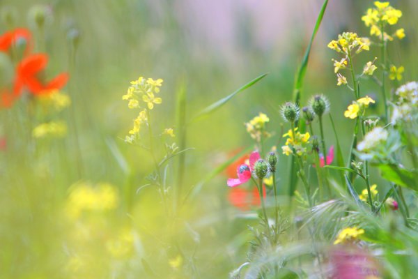 Благоухание природы летом