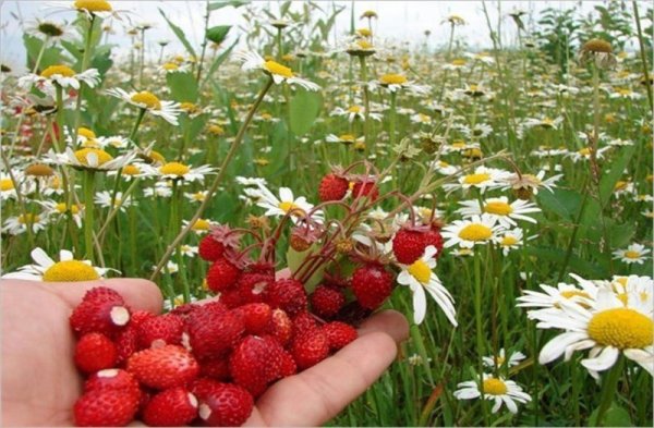 Полевые цветы в руках