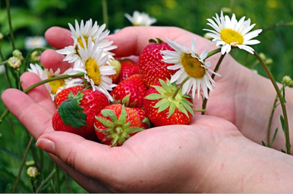 Девушка в Васильковом поле