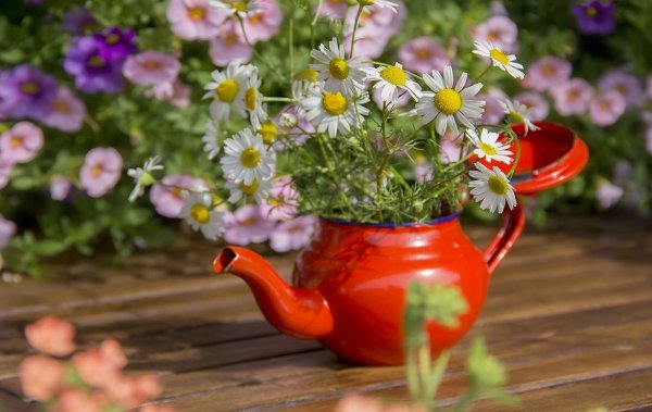 Июньские цветы