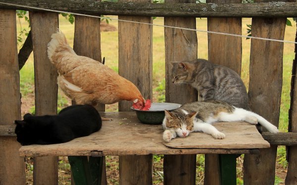 Прикольная жизнь в деревне