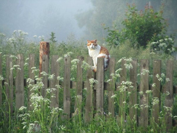 Малыши. В деревне