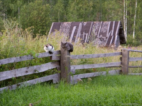 Жизнь в деревнях России