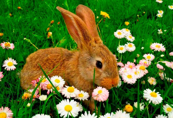 Милые животные на природе