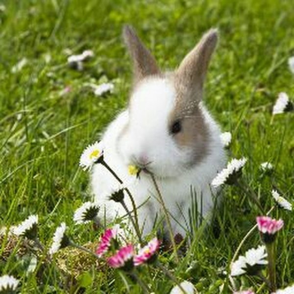 Животные на лугу