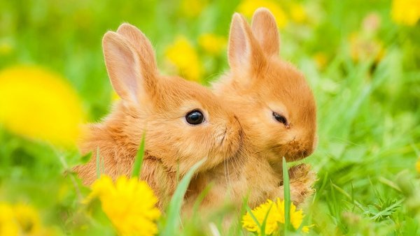 Животные летом