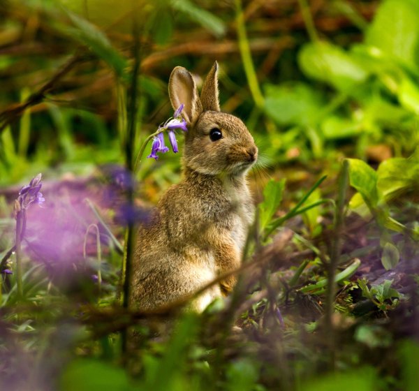 Красивый заяц