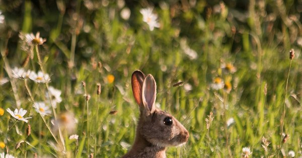 Животные весной