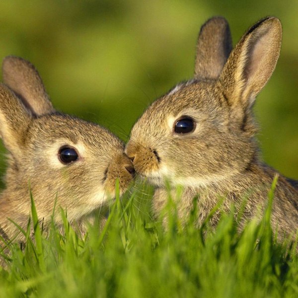 Кролик картинка