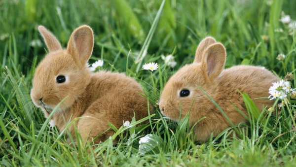 Зайчонок летом