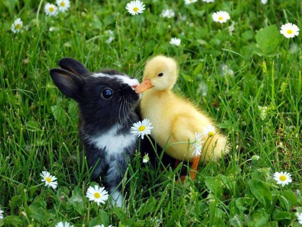 Животные весной