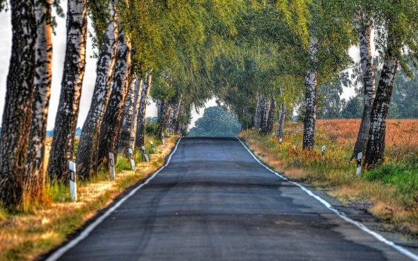 Лето солнце деревья дорога