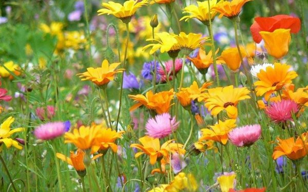 Радуга рисунок