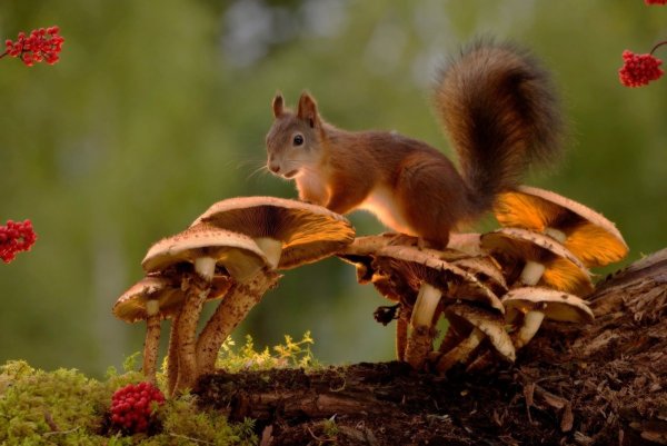 Животный мир. Леса