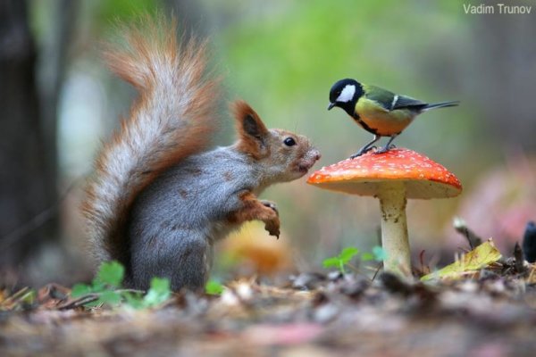 Звери в лесу