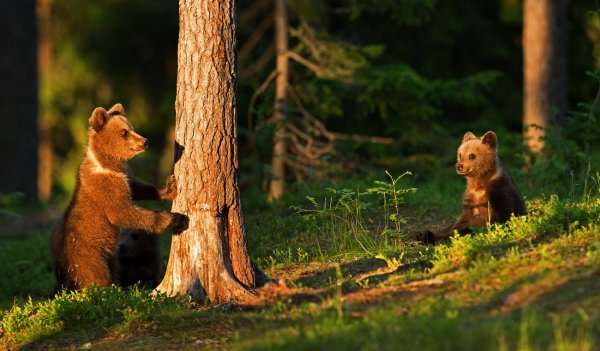 Природа птицы