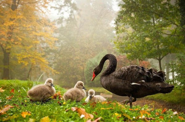 Белки едят яблоки