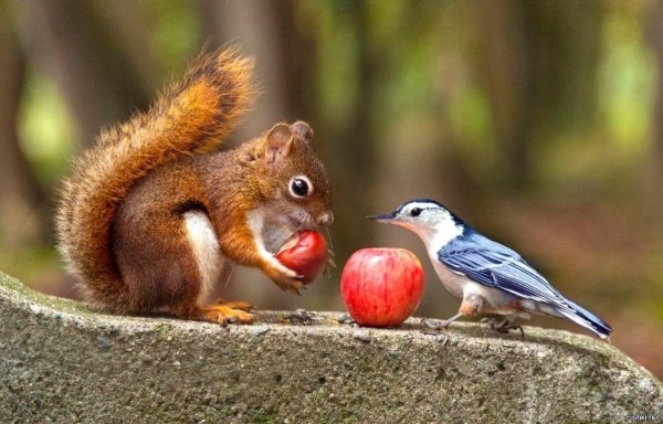 Мегафауновый волк