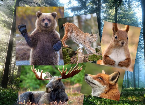 Астраханский заповедник дикий кабан