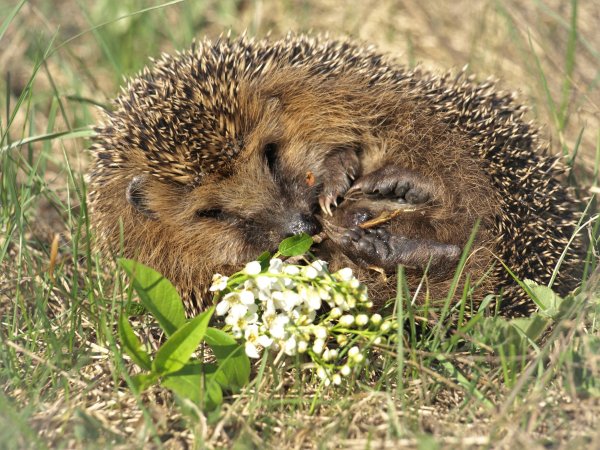 Медведь Гризли с медвежатами