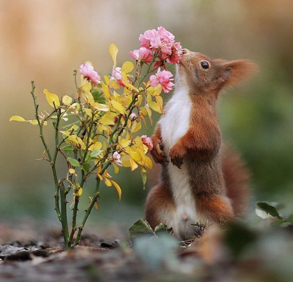 «Лиса в лесу»