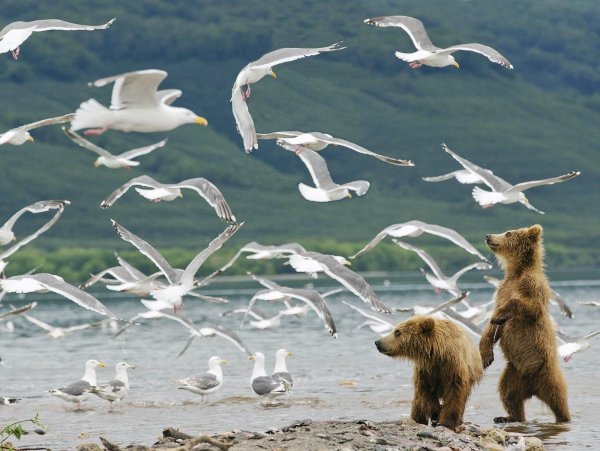 Живая природа