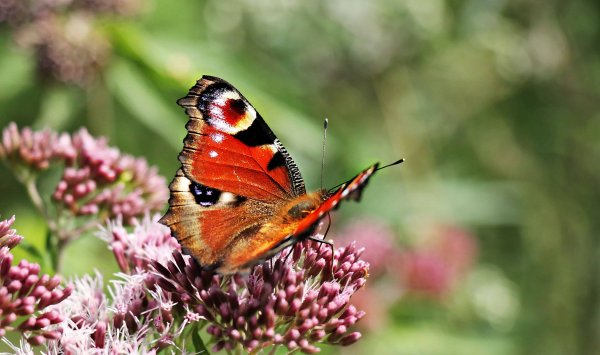 Насекомые летом