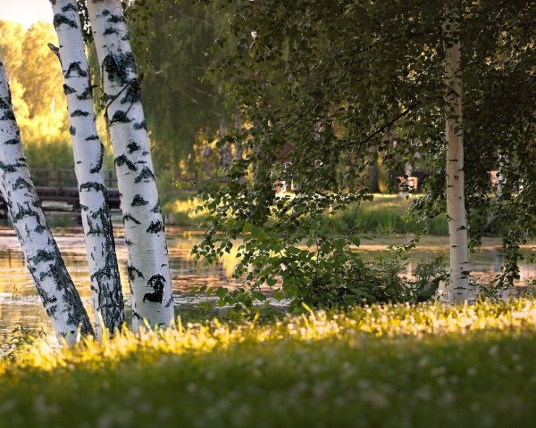 Природа лето березы