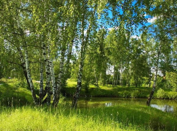 Пейзаж береза Березовая роща озеро