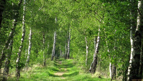 Березовая роща Тутаев