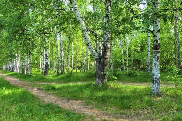 Березовая роща Кострома