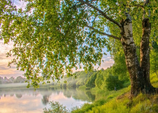 Природа деревня речка Березки