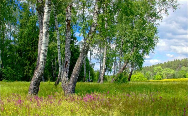 Природа Якутии Алаас березы