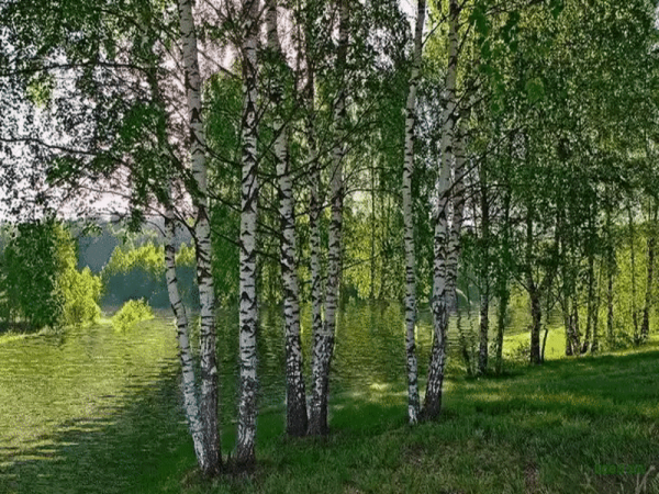 Зеленая рощица Прокофьев