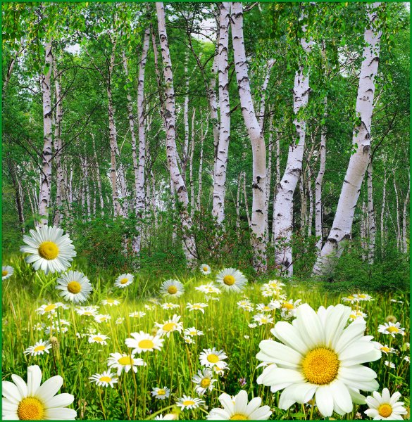 Природа березы