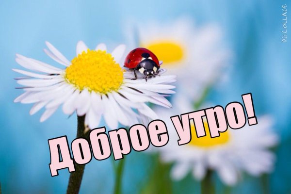 Доброе летнее утро