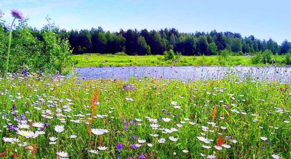 Красота августа